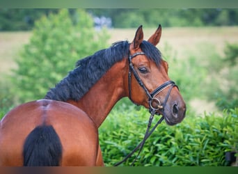 Westfale, Stute, 6 Jahre, 172 cm, Brauner