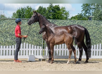 Westfale, Stute, 6 Jahre, 172 cm, Rappe