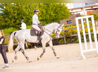 Westfale, Stute, 6 Jahre, 172 cm, Schimmel