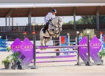 Westfale, Stute, 6 Jahre, 172 cm, Schimmel
