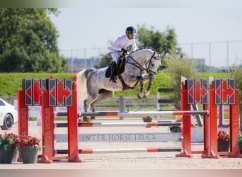 Westfale, Stute, 6 Jahre, 172 cm, Schimmel