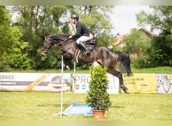 Westfale, Stute, 6 Jahre, 172 cm, Schwarzbrauner