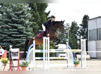 Westfale, Stute, 6 Jahre, 173 cm, Brauner