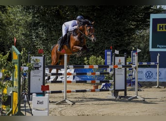 Westfale, Stute, 6 Jahre, 175 cm, Brauner