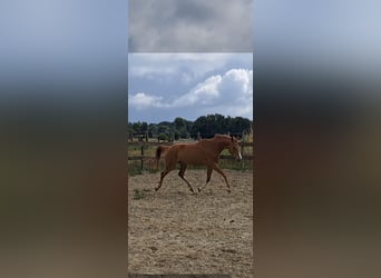 Westfale, Stute, 6 Jahre, 175 cm, Fuchs