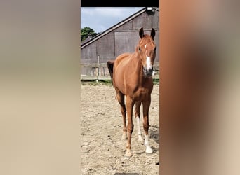 Westfale, Stute, 6 Jahre, 175 cm, Fuchs