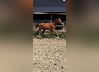 Westfale, Stute, 6 Jahre, 175 cm, Fuchs