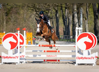 Westfale, Stute, 6 Jahre, 175 cm, Fuchs