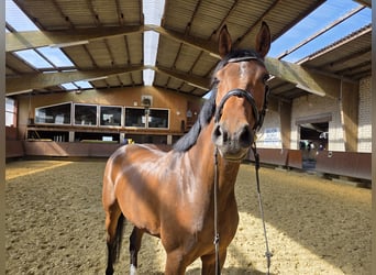 Westfale, Stute, 6 Jahre, 176 cm, Brauner