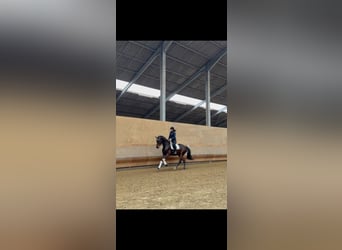 Westfale, Stute, 6 Jahre, 176 cm, Dunkelbrauner