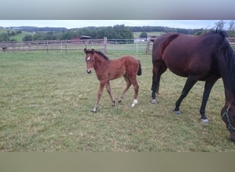 Westfale, Stute, 6 Jahre, Brauner