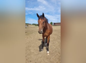 Westfale, Stute, 6 Jahre, Brauner