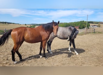 Westfale, Stute, 6 Jahre, Brauner