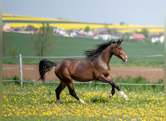 Westfale, Stute, 7 Jahre, 158 cm, Brauner