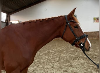 Westfale, Stute, 7 Jahre, 158 cm, Fuchs