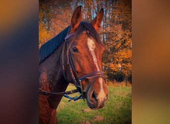 Westfale, Stute, 7 Jahre, 160 cm, Brauner