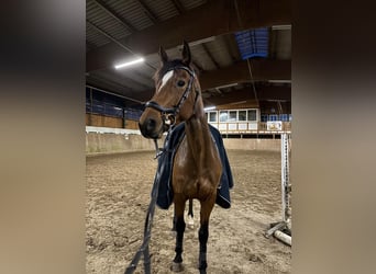 Westfale, Stute, 7 Jahre, 160 cm, Brauner