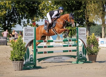 Westfale, Stute, 7 Jahre, 160 cm, Brauner