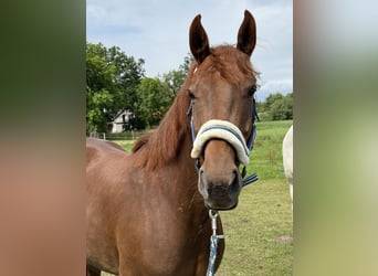 Westfale, Stute, 7 Jahre, 162 cm, Dunkelfuchs