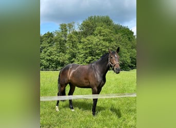 Westfale, Stute, 7 Jahre, 163 cm, Brauner