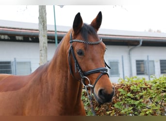 Westfale, Stute, 7 Jahre, 163 cm, Brauner