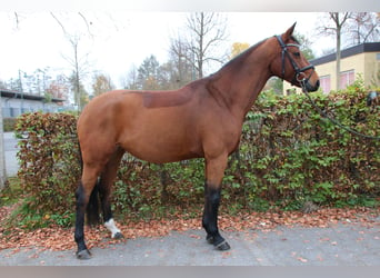 Westfale, Stute, 7 Jahre, 163 cm, Brauner