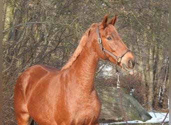 Westfale, Stute, 7 Jahre, 163 cm, Fuchs