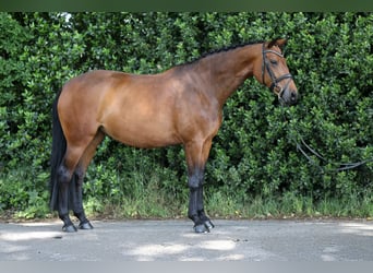 Westfale, Stute, 7 Jahre, 164 cm, Brauner