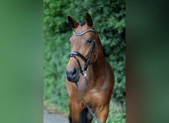 Westfale, Stute, 7 Jahre, 164 cm, Brauner