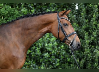 Westfale, Stute, 7 Jahre, 164 cm, Brauner