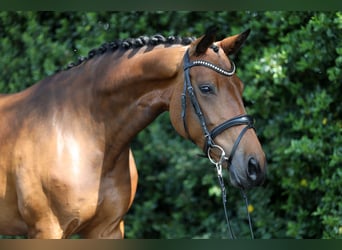 Westfale, Stute, 7 Jahre, 164 cm, Brauner