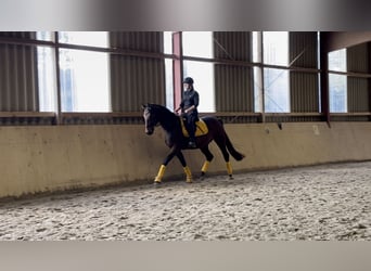 Westfale, Stute, 7 Jahre, 164 cm, Brauner