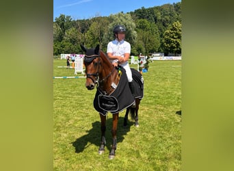 Westfale, Stute, 7 Jahre, 164 cm, Brauner