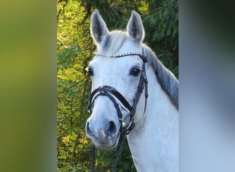 Westfale, Stute, 7 Jahre, 164 cm, Schimmel