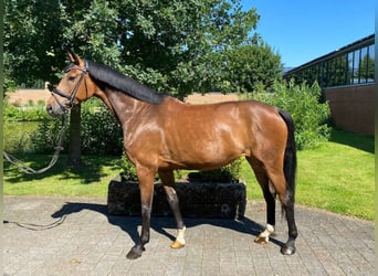 Westfale, Stute, 7 Jahre, 165 cm, Brauner