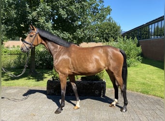 Westfale, Stute, 7 Jahre, 165 cm, Brauner