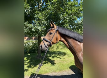 Westfale, Stute, 7 Jahre, 165 cm, Brauner