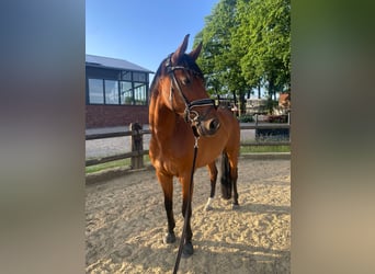 Westfale, Stute, 7 Jahre, 165 cm, Brauner