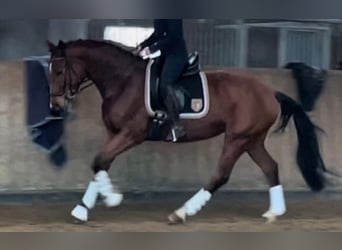 Westfale, Stute, 7 Jahre, 165 cm, Brauner