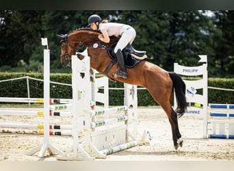 Westfale, Stute, 7 Jahre, 165 cm, Brauner
