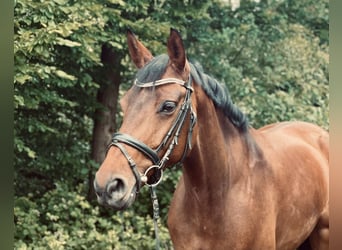 Westfale, Stute, 7 Jahre, 165 cm, Brauner