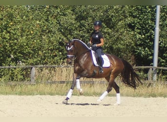 Westfale, Stute, 7 Jahre, 165 cm, Dunkelbrauner