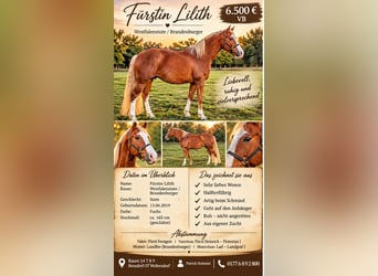 Westfale, Stute, 7 Jahre, 165 cm, Fuchs