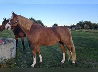 Westfale, Stute, 7 Jahre, 165 cm, Fuchs