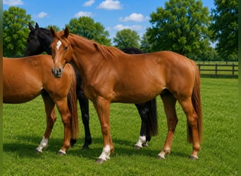 Westfale, Stute, 7 Jahre, 165 cm, Fuchs