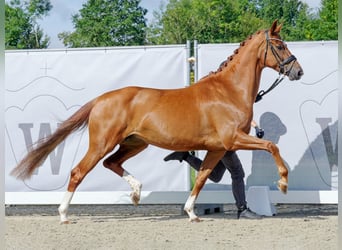 Westfale, Stute, 7 Jahre, 165 cm, Fuchs