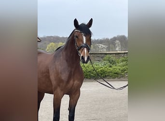 Westfale, Stute, 7 Jahre, 166 cm, Brauner