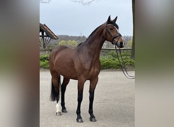 Westfale, Stute, 7 Jahre, 166 cm, Brauner