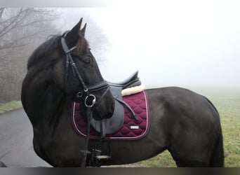 Westfale, Stute, 7 Jahre, 166 cm, Schwarzbrauner