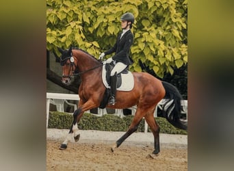Westfale, Stute, 7 Jahre, 167 cm, Brauner